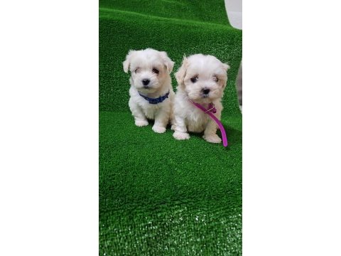 Show kalite tea cup kore kan maltese yavrularımız