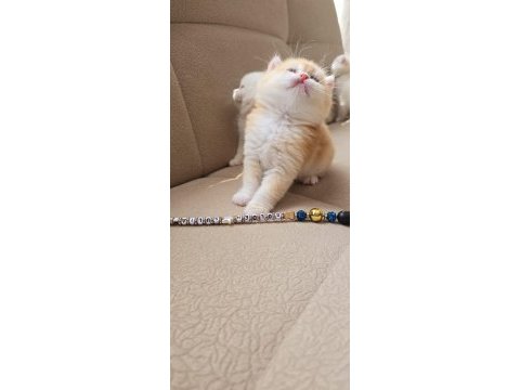 British longhair kaliteli yavrular