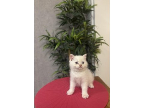 Brıtısh shorthair red point yavrularım 