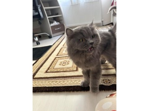 Yetişkin kısır dişi british longhair