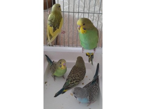 Kaliteli muhabbet kuşu yavruları