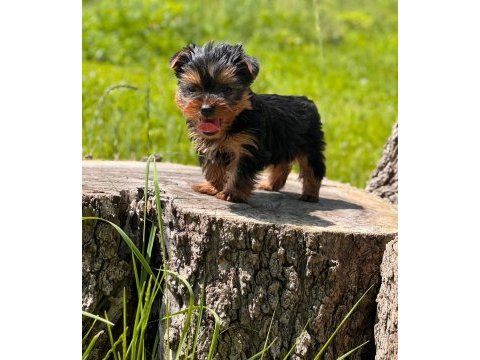 Yorki mini boy erkek 2 aylık