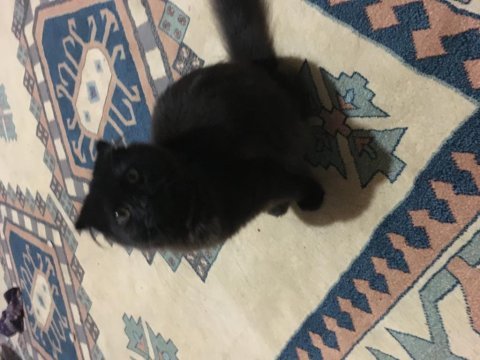 4 aylık dişi scottish fold