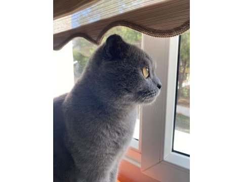 İş sebebiyle sahiplendirilecek scottish fold