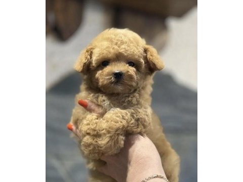 Mini maltipoo bebeklerimiz