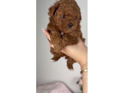 Toy poodle köpeği