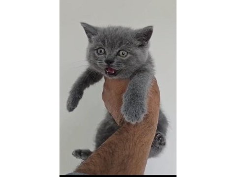 Acil sahiplendirilecektir 2 aylık eğitimli british shorthair