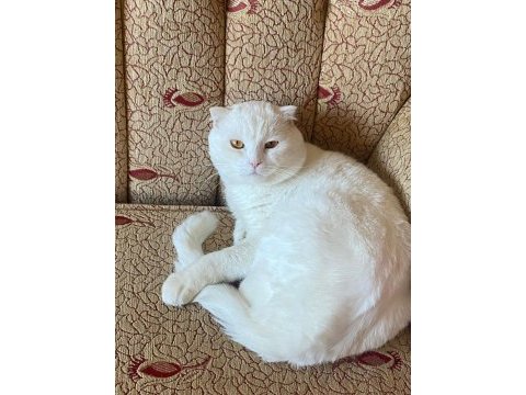 Çok tatlı scottish fold straight ve jack terrier