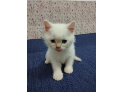A kalite british longhair yavrular