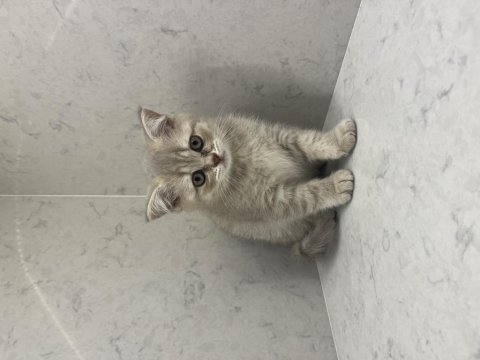 Oyuncu bir bebek kedimiz