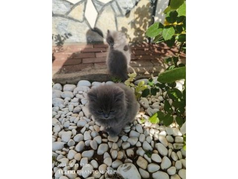 Sahiplendirme erkek ve dişi british shorthair
