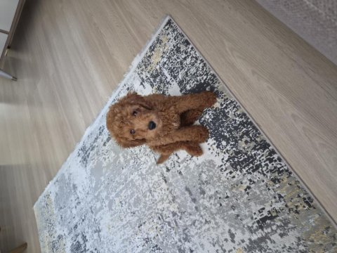 3 aylık toy poodle