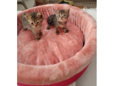 Yavru scottish fold yavrularımız yeni sahibini bekliyor