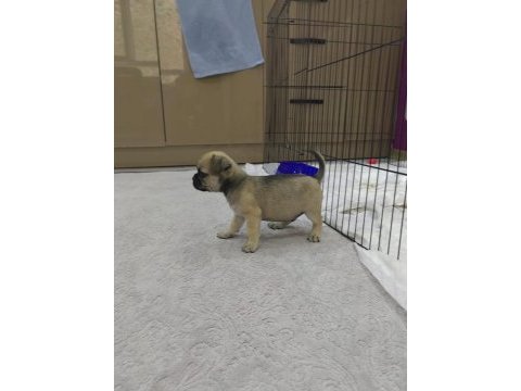 Pug 1 dişi ve 1 erkek