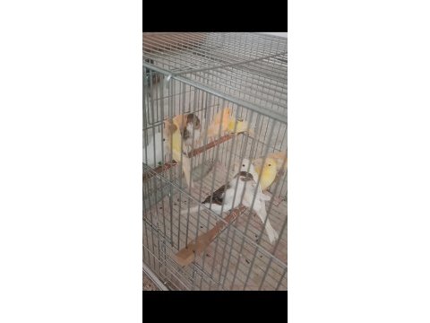 Kanarya sarı beyaz harlikuin parçali kanaryalar