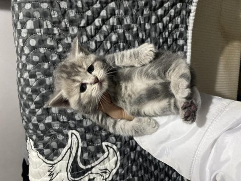 Safkan british shorthair yavrular