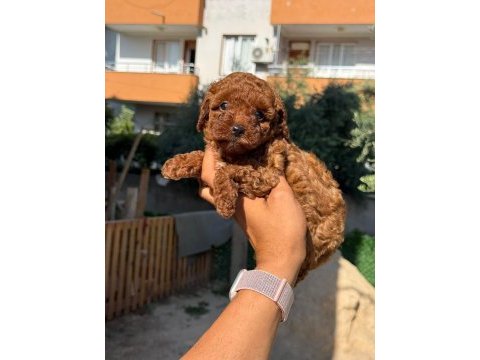 Toy poodle bebişler
