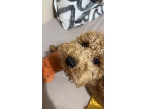 1 yaşında toy poodle eğitimli