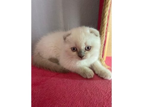 Aradığın yavru kedimiz burada