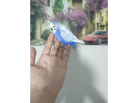Acil muhabbet kuşumuz
