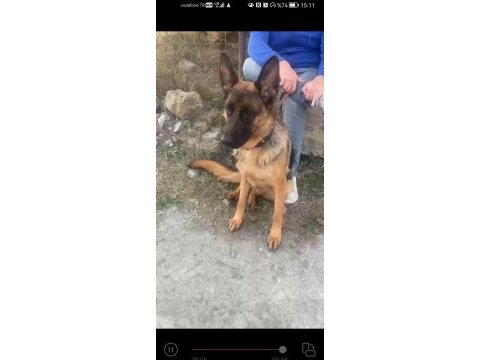 Alman kurdu 2 yaşında