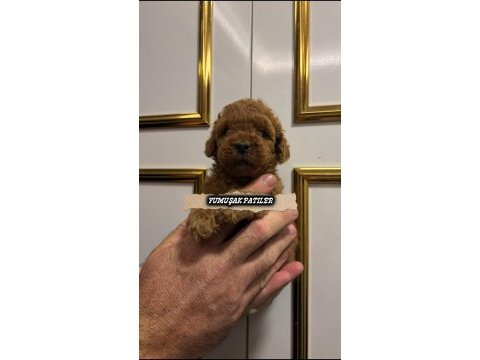 Orijinal toy poodle