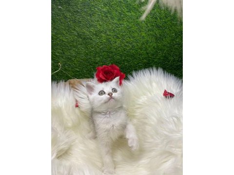 Show kalite safkan british longhair yavrularım