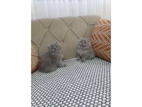 Brtish longhair lilac yavrular