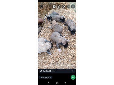 Yeni doğmuş kangal yavruları