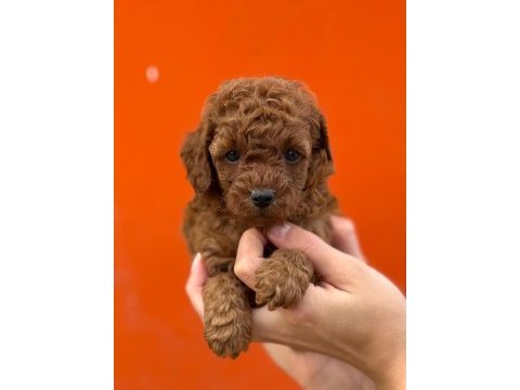 Güvenilir çiftliğimizden poodle