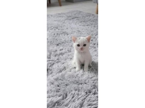 British shorthair kedisi için ulaşın