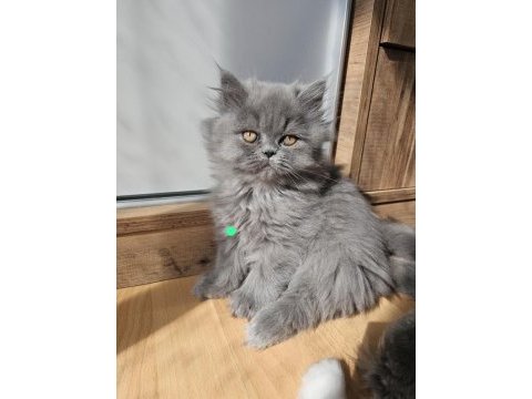 Scottish fold yavrularımız yeni yuvalarını arıyor