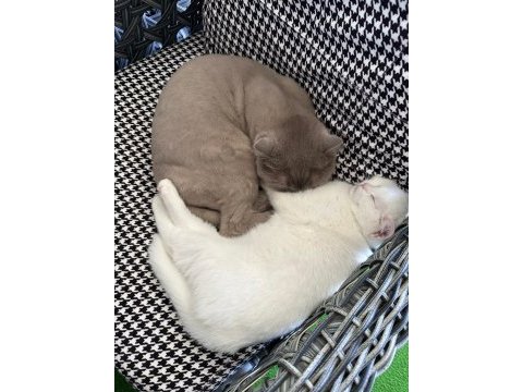 7 aylık british shorthair