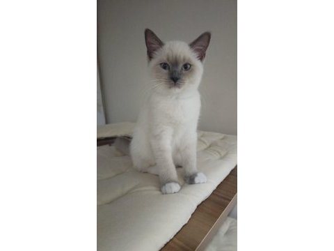 Mitted bebek kedilerim güzel ailelerini bekliyor