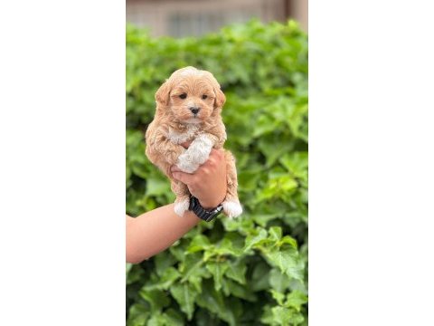 Kıvır kıvır maltipoo yavrularımız