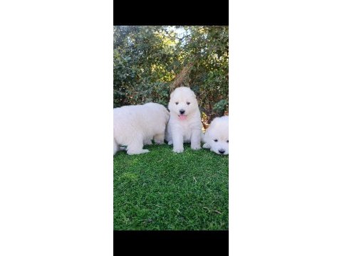 Pamuk samoyed bebekler