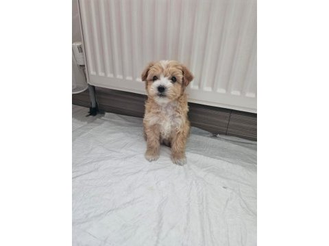 2 aylık dişi maltipoo