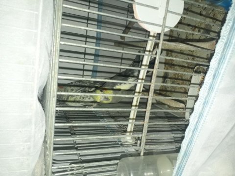 Çift yavru alınmış çift sultan papağanlar