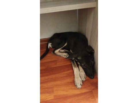 Alman kurdu 3 aylık ic dis parazitler yapıldı