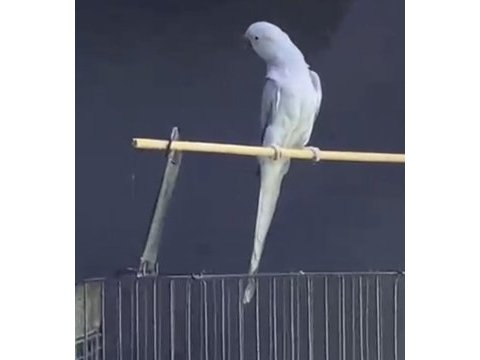 Çift pakistan papağanı