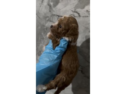Kore maltipoo yavruları