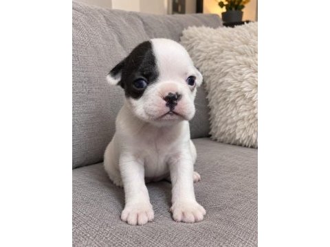 French bulldog yavrular ırk sağlık garantili