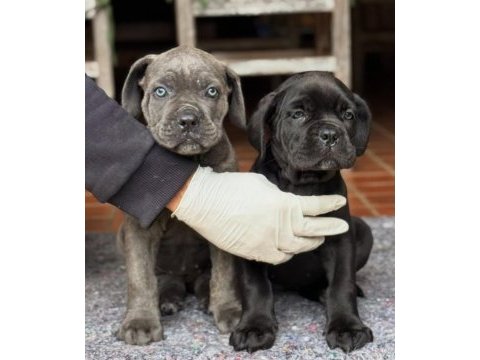 Can dostunuz cane corso kapıda ödeme mevcuttur