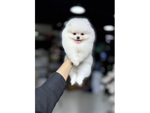 Fci scr belgeli pomeranian bebekler