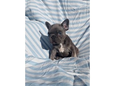 Ankara french bulldog