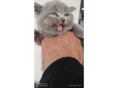 British shorthair yeni evimiz için hazırız