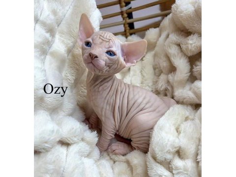 Sphynx kitten | russian bloodline