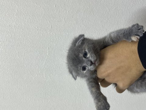 Scottish fold tatlı kediler