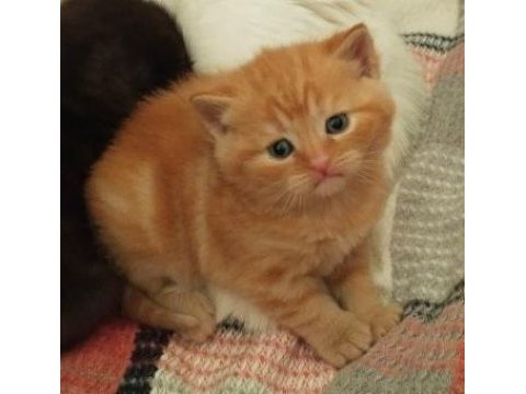 Acil sahiplendirilecektir 2 aylık eğitimli british shorthair