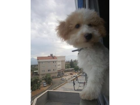 Maltipoo 6 aylık